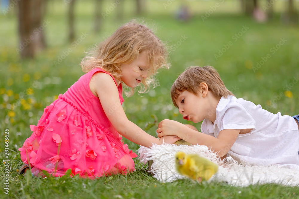 Happy beautiful child, kid, playing with small beautiful ducklings or goslings, cute fluffy yellow animal birds Happy beautiful child, kid, playing with small beautiful ducklings or goslings, cute fluffy yellow animal birds