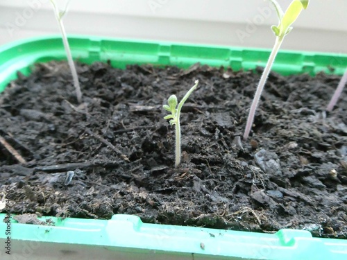 Принти на полотні Tomatenzucht im Frühling auf der Fensterbank
