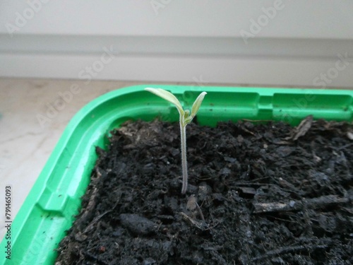 Canvas-taulu Tomatenzucht im Frühling auf der Fensterbank