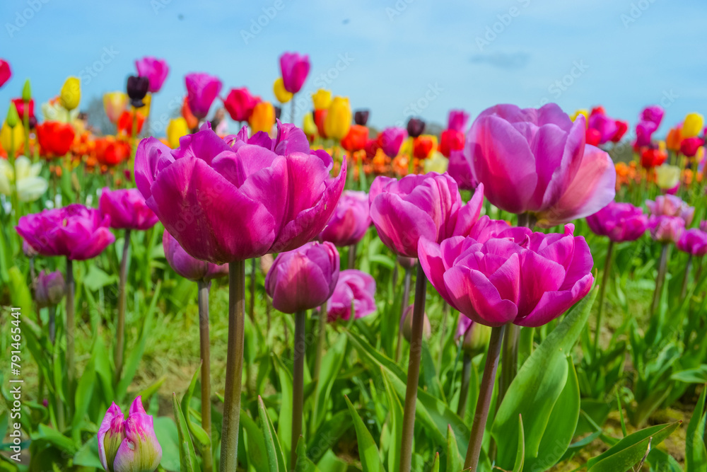 Obraz premium Pink tulips on the farm