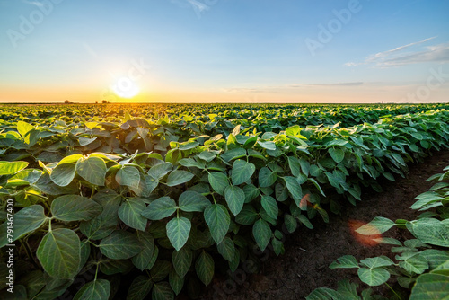 Golden sunset skies over a vibrant, green soybean crop field