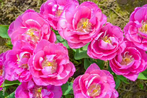 Pink tulips on the farm