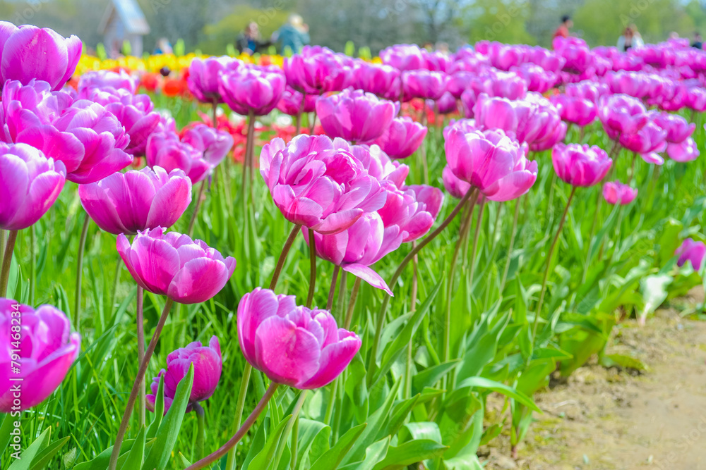 Obraz premium Pink tulips on the farm