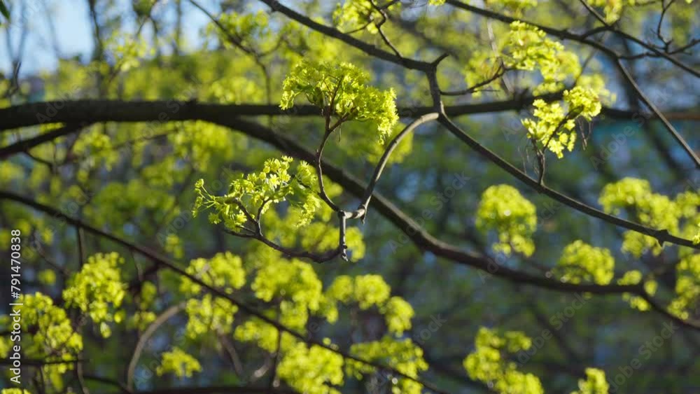 Nature sun plants tree branch leaves summer spring rays color Nature sun plants tree branch leaves summer spring rays color