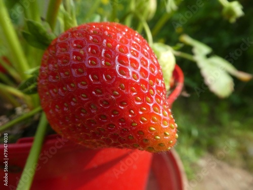 Erdbeeren im Topf