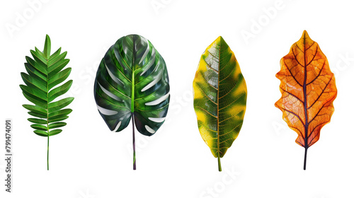 Four different types of leaves are shown in a row, with one being green