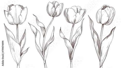 Beautiful tulip flowers hand drawn with contour lines #791474494