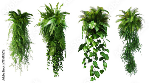Four different types of plants are hanging from the ceiling, creating a lush