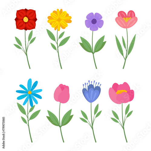 Different wild flowers vector illustrations set collection of meadow or field flowers