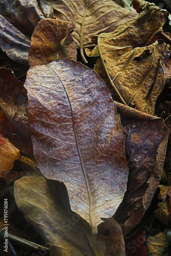 Close up of brown leaves on the ground 