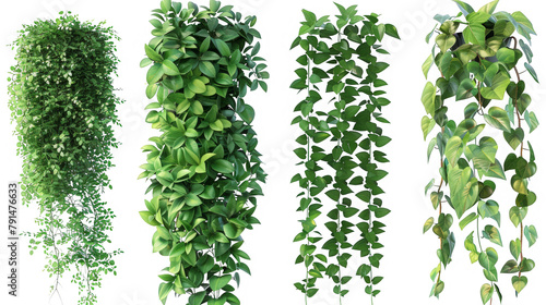 Four different types of green plants are shown in a row photo