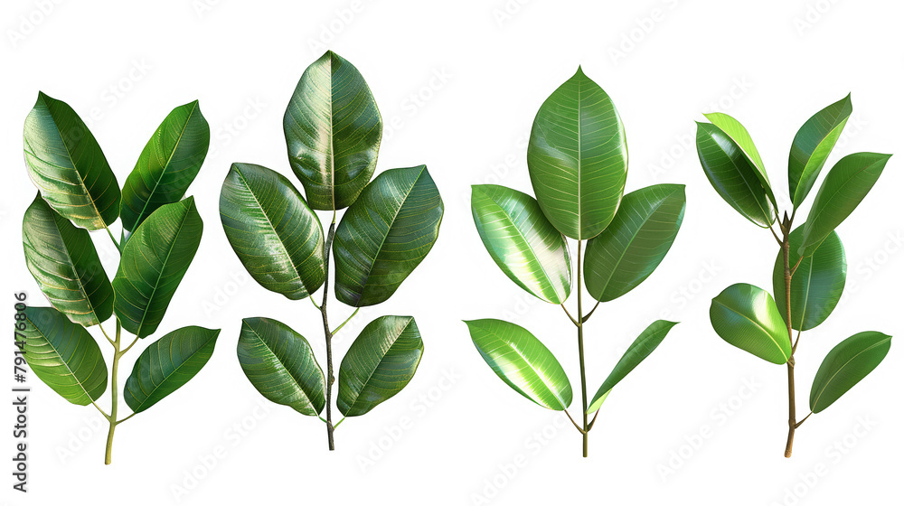 Four different types of green leaves are shown in a row