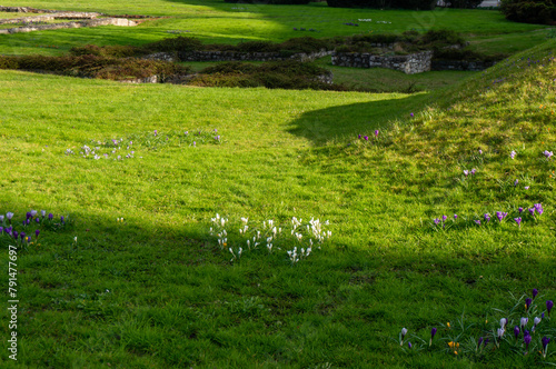 Green lawn and spring flowers around ancient ruins. Krakow, Poland.