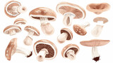 Composition of appetizing raw edible mushrooms vector