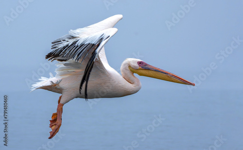 Great White Pelican (Pelecanus onocrotalus) flying in the morning near Pelican Point in the Lagoon of Walvis Bay