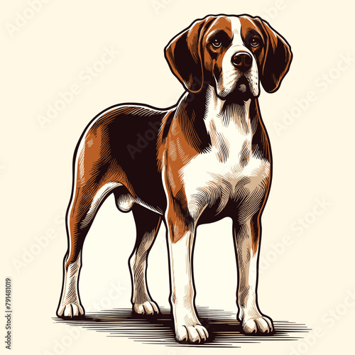  A Beagle Dog Standing And Looking Forward