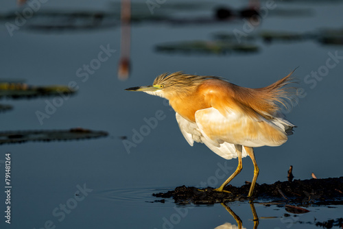 Squacco Heron (Ardeola ralloides) fishing in a water lily field in the early morning with warm light in the Chobe river between Botswana and Namibia photo