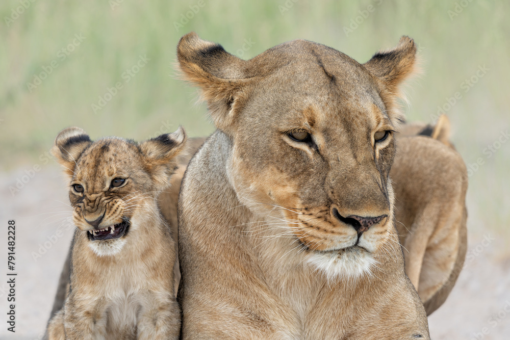 Lion mother with cub. This lioness was resting with her cubs in Etosha National Park in Namibia. The lioness wants to rest but the cubs want to play and drink. Nice lion interaction. Lion mother with cub. This lioness was resting with her cubs in Etosha National Park in Namibia. The lioness wants to rest but the cubs want to play and drink. Nice lion interaction.