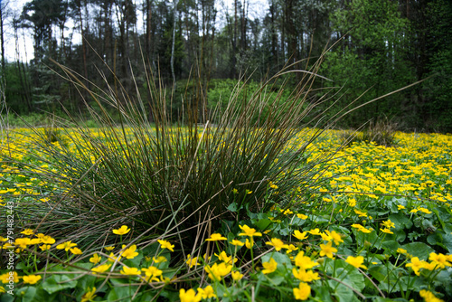 Wiosenne podmokłe łąki i olsy zdobią Kaczeńce (Caltha palustris L.) 