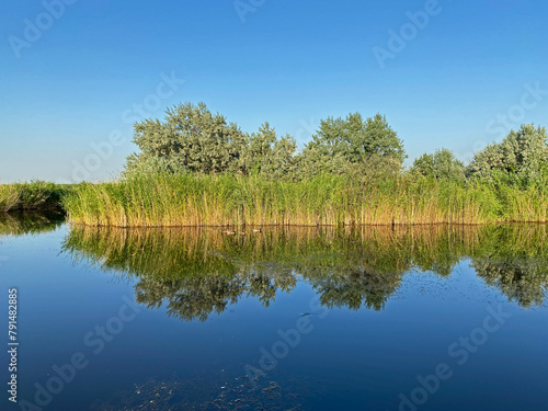 Green forest by the lake in reflection in the water beauty in nature