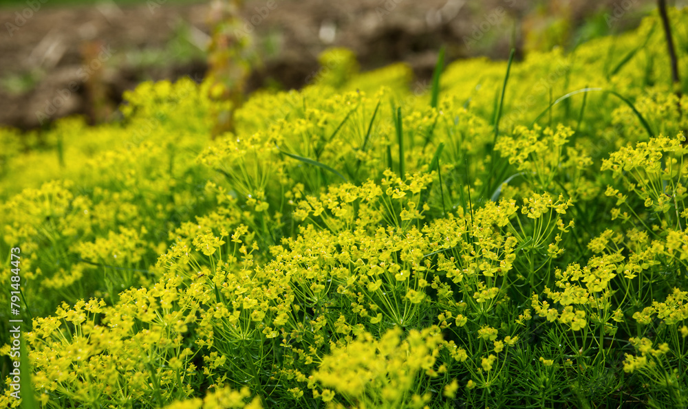 Od kwietnia do czerwca zakwita Wilczomlecz sosnka (Euphorbia cyparissias L.) zawiera trujące substancje w soku mlecznym.