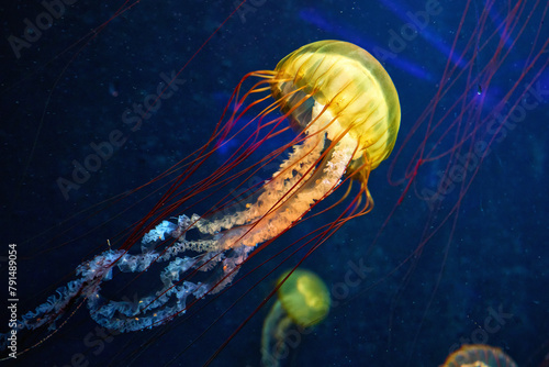 The Pacific sea nettle (Chrysaora fuscescens) jellyfish in the dark blue water
