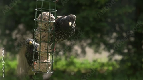 Common Starlings (Sturnus vulgaris) squabbling over fat balls in a garden bird feeder. April, Kent, UK [Half speed]	 photo
