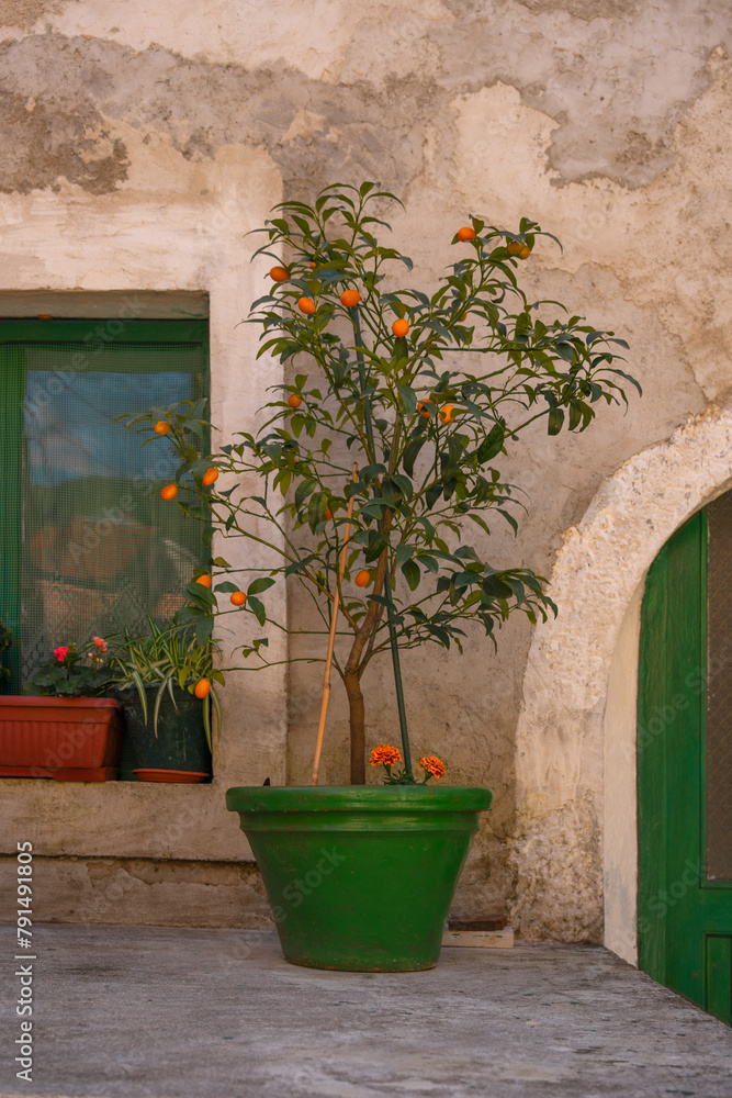 Citrus tree in pots on the wall