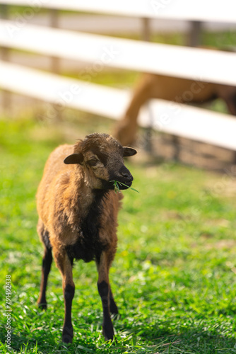 Cameroon sheep eat grass and grazing in paddock or zoo cage. Animal concept