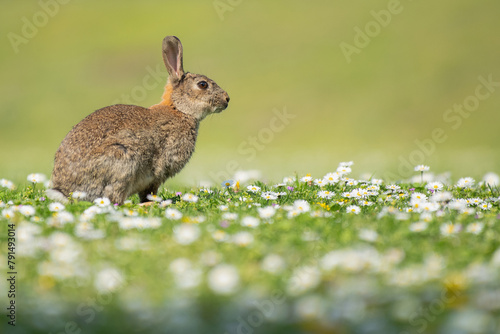 Adult rabbit sitting in a green grass field full with daisy flowers