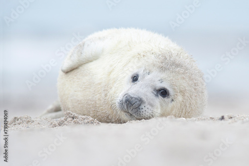 Cute white baby of a grey seal lying on a beach looking at the camera © Elles Rijsdijk