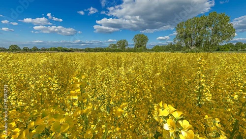 view over a agricultural rapeseed field under a blue summer sky slow motion 60 fps 4k (ID: 791494213)