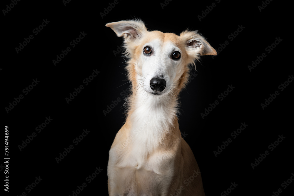 Portrait of a silken windsprite dog on a black background Portrait of a silken windsprite dog on a black background