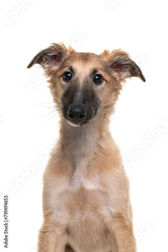 Portrait of a cute silken windsprite puppy isolated on a white background looking at the camera