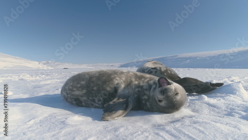 Antarctica Baby Weddell Seal Yawn in Sun Light. Puppy and Mother Wild Arctic Animal Bask in Sun Light on Snow Winter Surface Landscape. South Pole Wildlife Behavior Concept Static © mozgova