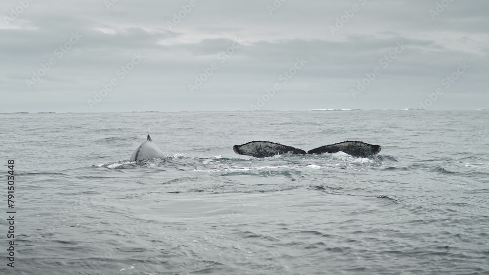 Fototapeta premium Family of humpback whales swims on ocean water surface. Marine animals in Antarctic wildlife. Cinematic wild nature of the Antarctica. Environmental protection of sea wild fauna in South Pole.