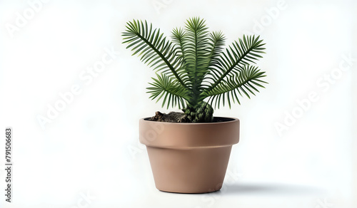 cactus in a pot with white background