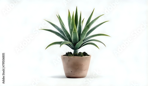 cactus in a pot with white background