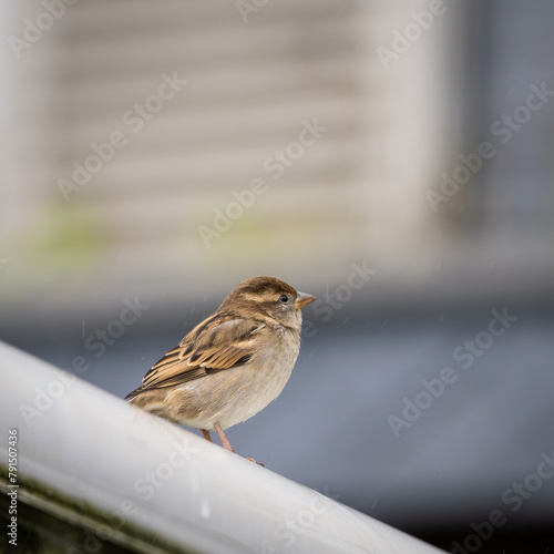 Female house sparrow  (Passer domesticus) on a rainy autumn day. Urban House Sparrow.