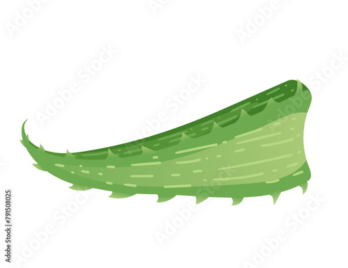 Piece of aloe vera green plant ready for medical treatment vector illustration isolated on white background