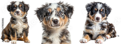 Australian shepherd puppy bundle, collection of cute baby dogs, sitting, portrait and lying, isolated on a white background © Flowal93