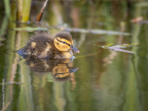 Young fledgeling Mallard Duck / Duckling in water