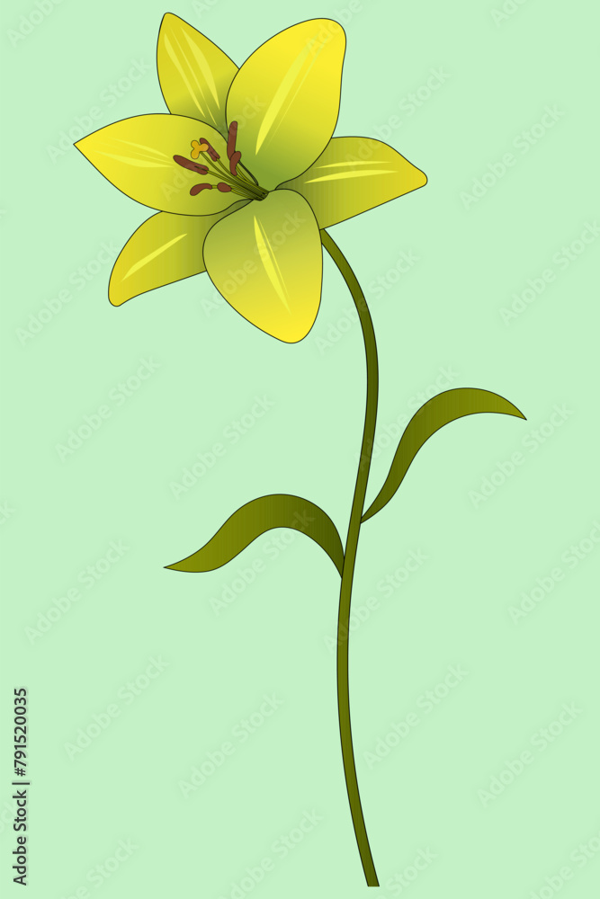 Yellow lily. Opened flower bud on a stem with leaves. Color vector illustration Isolated green background. Summer plant. Idea for web design. Yellow lily. Opened flower bud on a stem with leaves. Color vector illustration Isolated green background. Summer plant. Idea for web design.