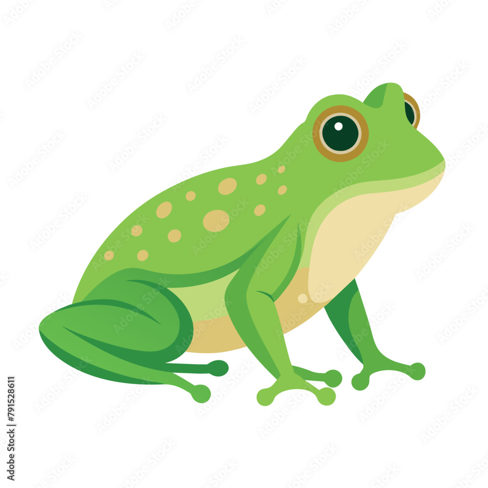 Frog flat vector illustration, a frog vector art illustration white background Frog flat vector illustration, a frog vector art illustration white background