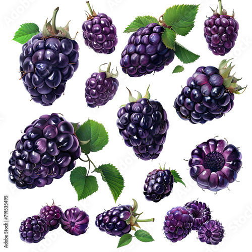 Collection of boysenberries transparent background