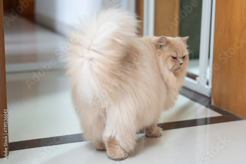 Canvastavla A cute, light yellow, chubby British Longhair cat looks at its pet owner with a