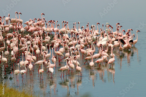 Rosa Flamingos (Phoenicopterus roseus) im Momella See, Arusha Nationalpark, Tansania, Afrika 