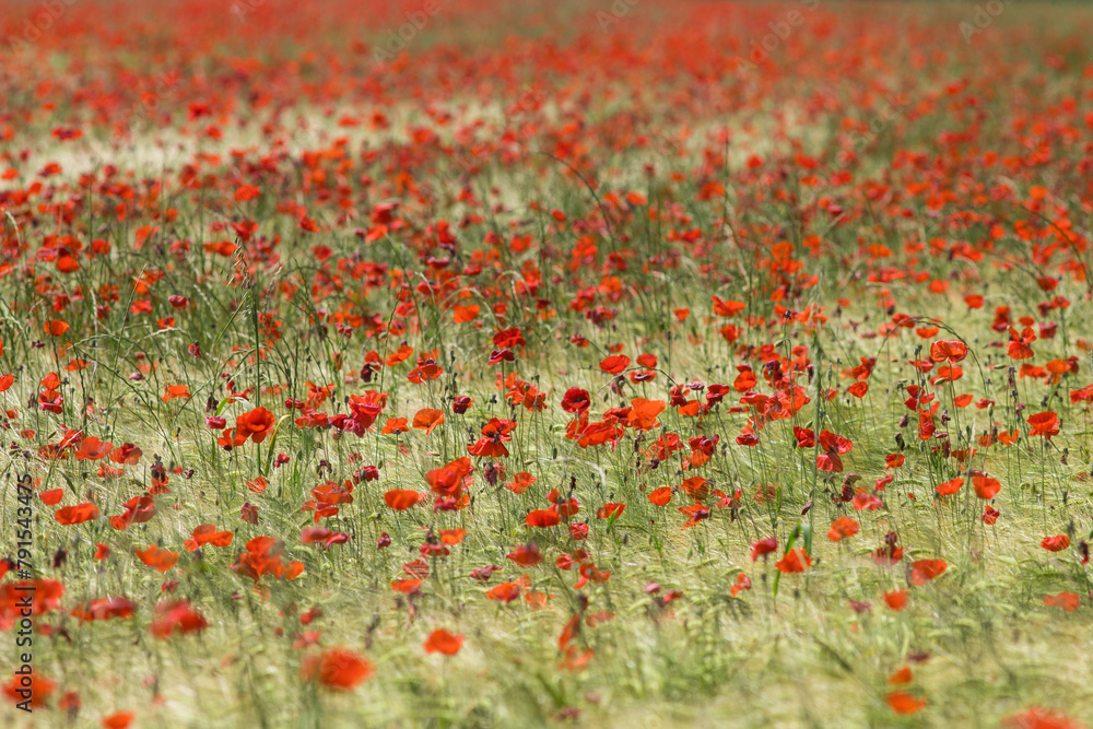 Champ de coquelicots au printemps