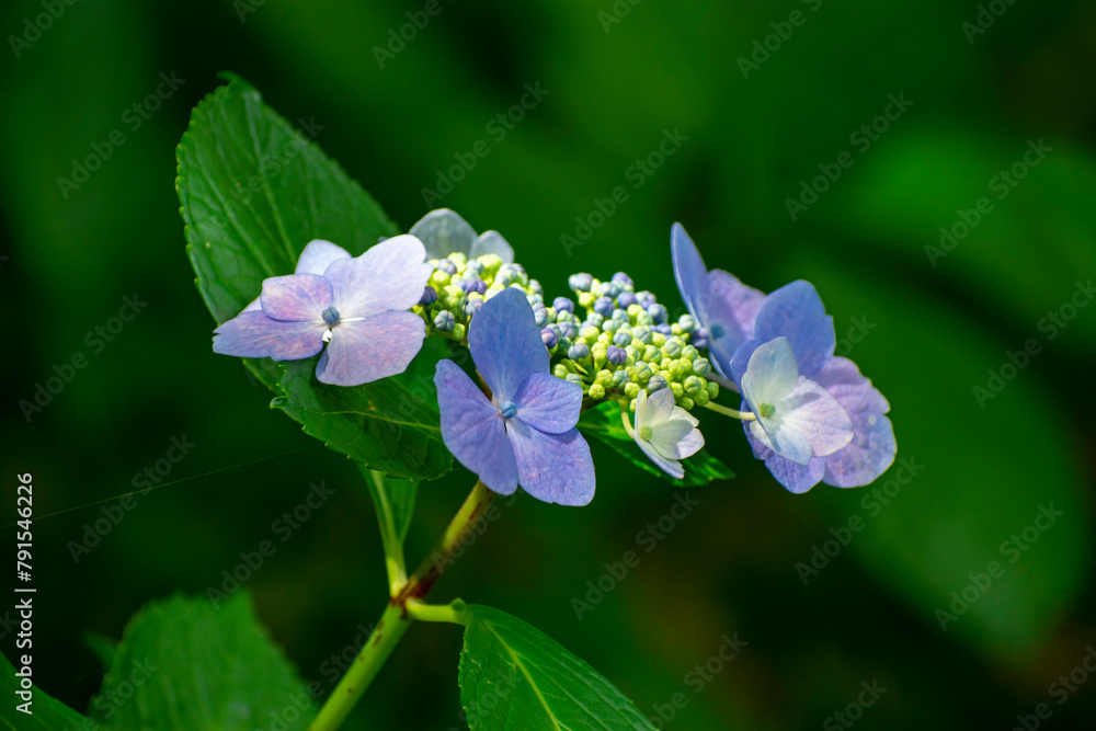 額紫陽花