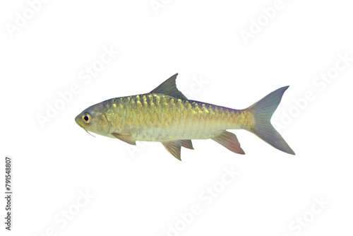 Fototapeta Naklejka Na Ścianę i Meble -  Close-up view of Neolissochillus fish isolated on a transparent background png file.